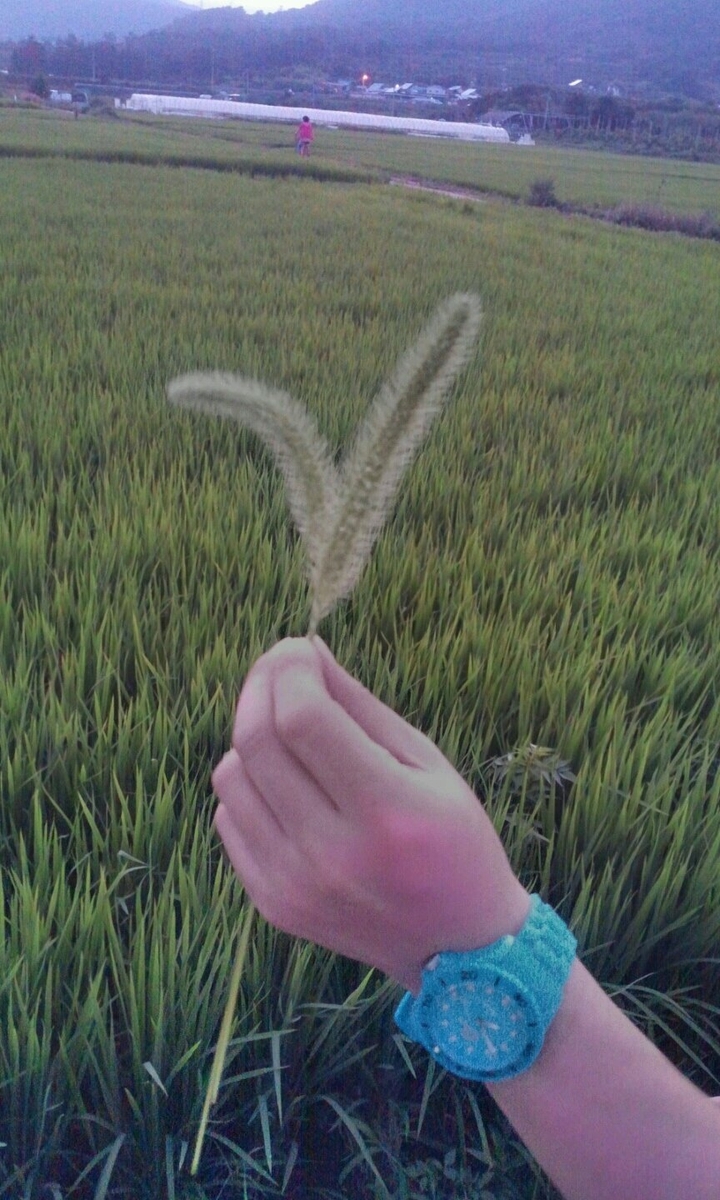 하늘보리