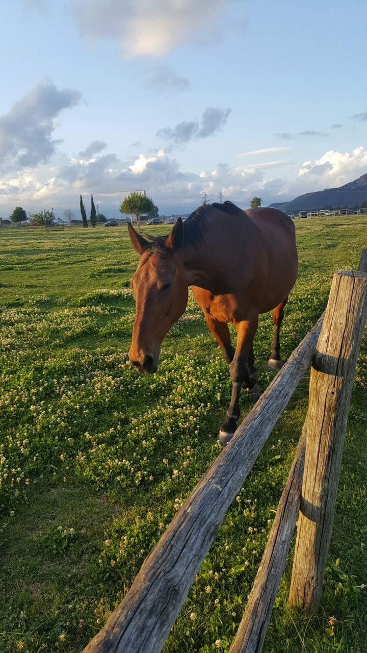 Horse