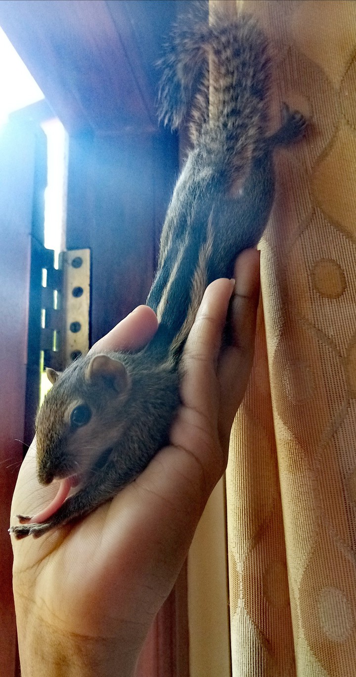 squirrel