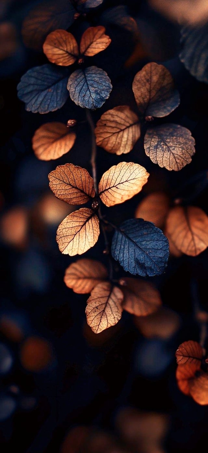 GOLD and BLUE LEAVES