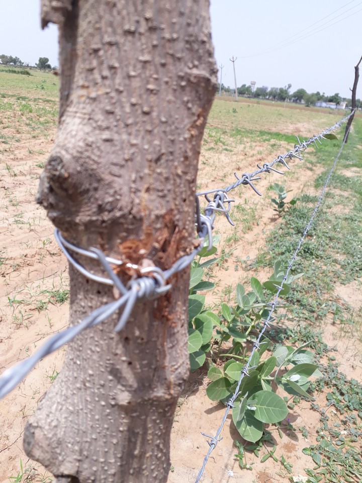 fields in village