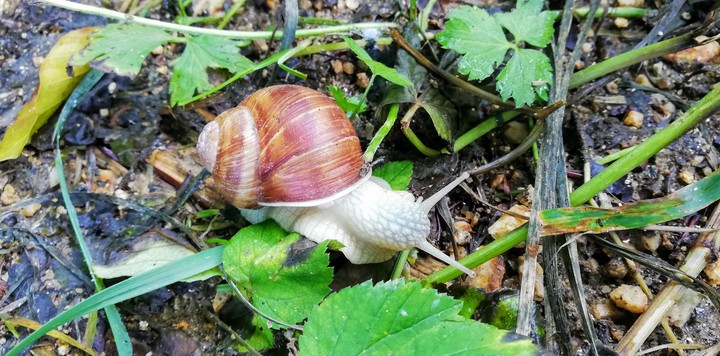 snail