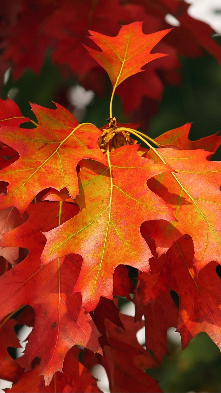 BEAUTIFUL AUTUMN LEAF