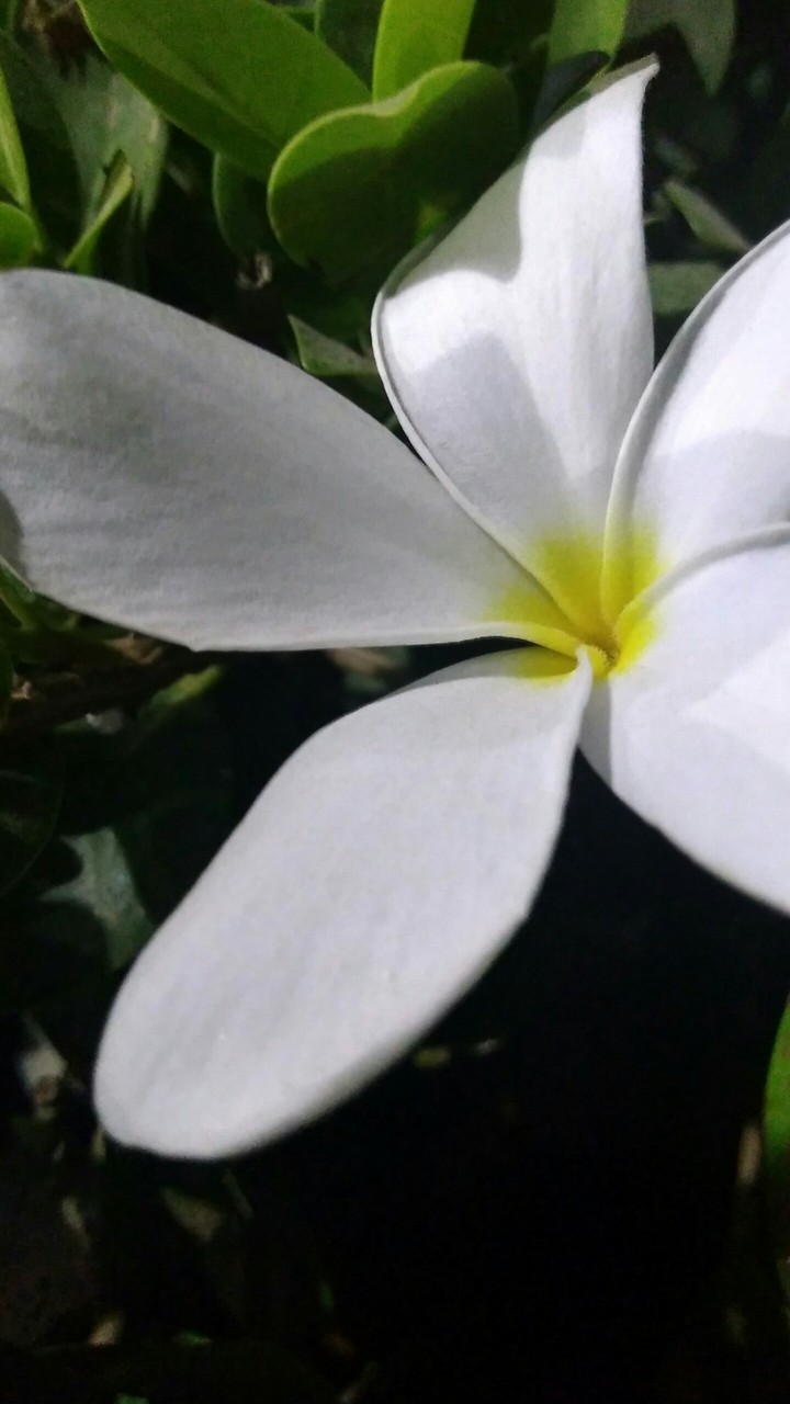 flower in dark