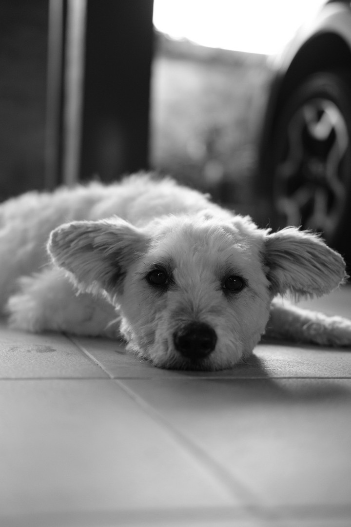 dog..