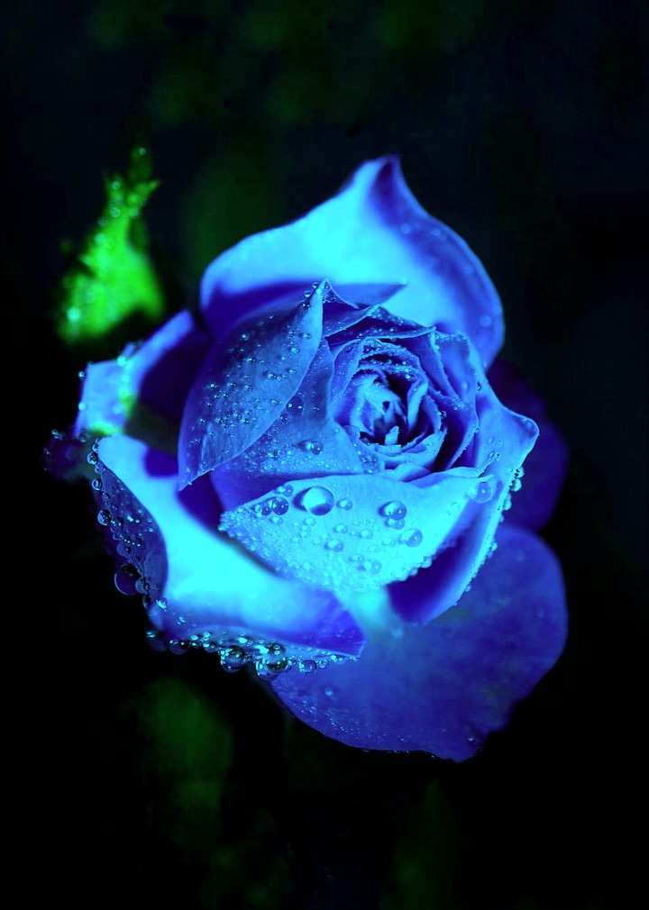 Blue