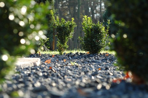 plant, leaf duvar kağıtları
