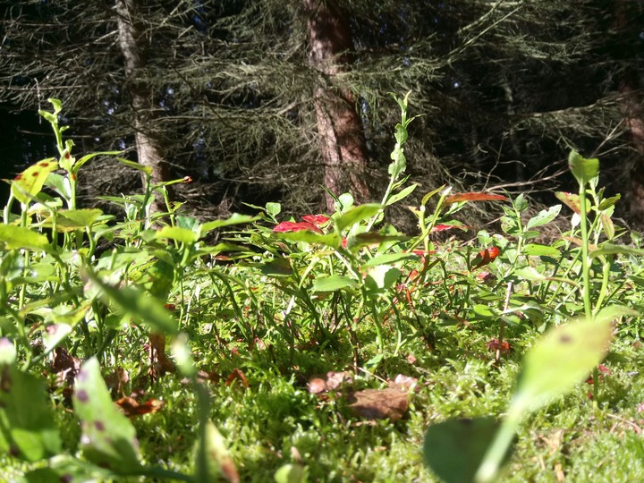 In the woods