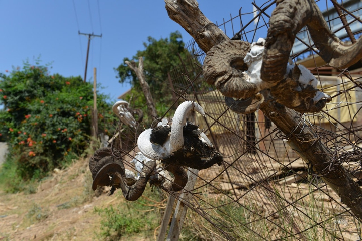 goat skull