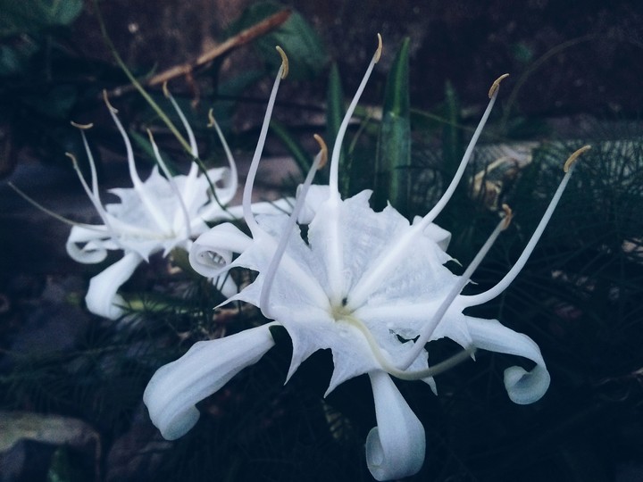 white flower