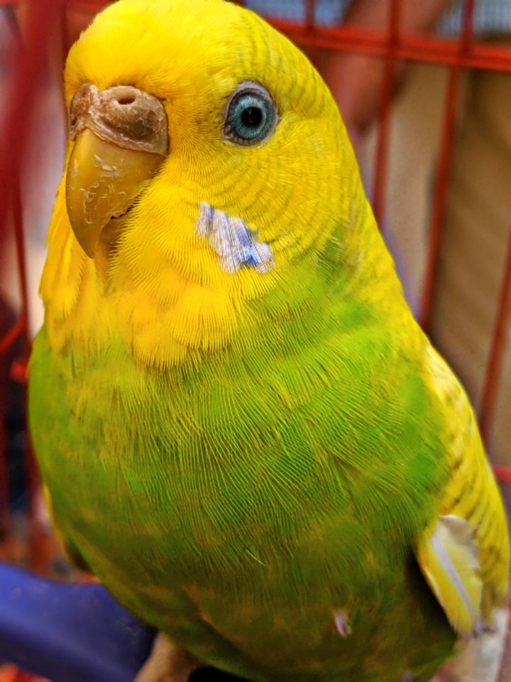 yellow birdy