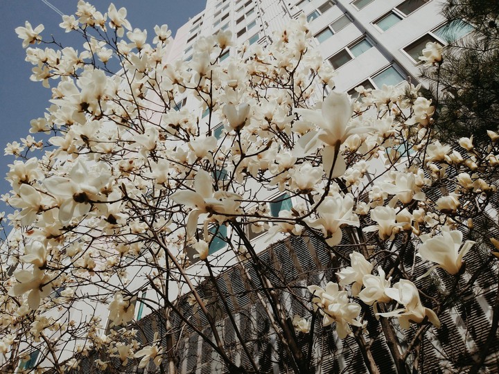 목련
