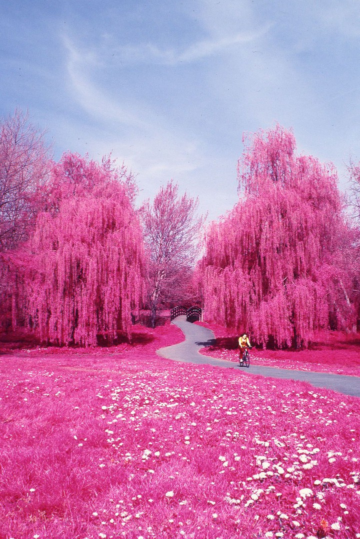 розовый лес