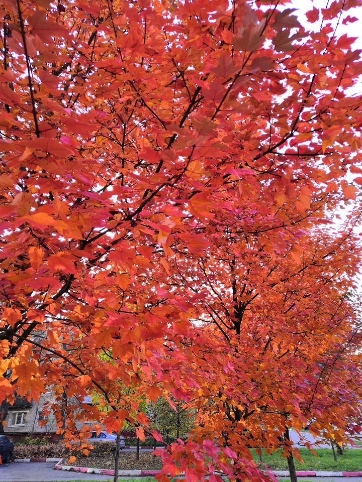 Red autumn