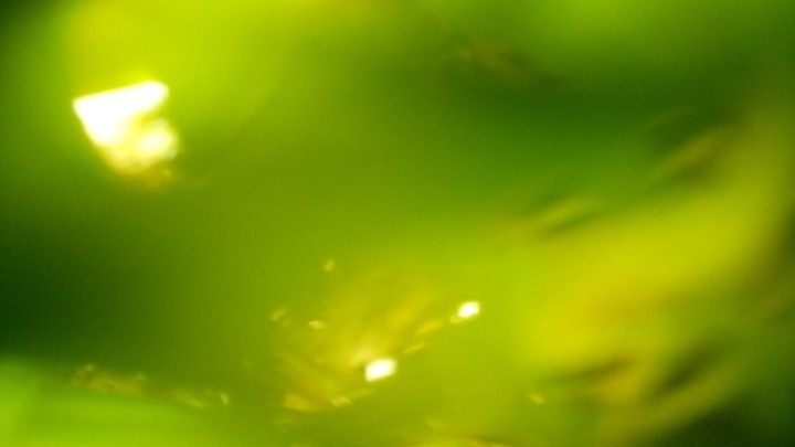 grass