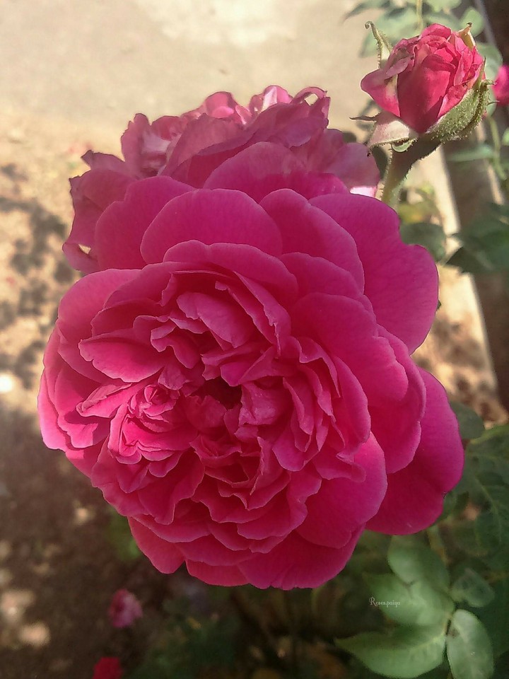 rose
