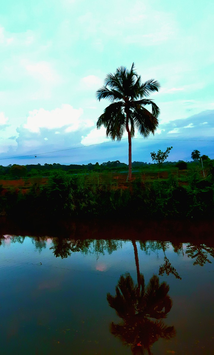 reflection of coconut tree