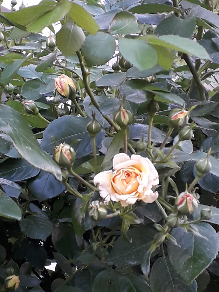 Roses