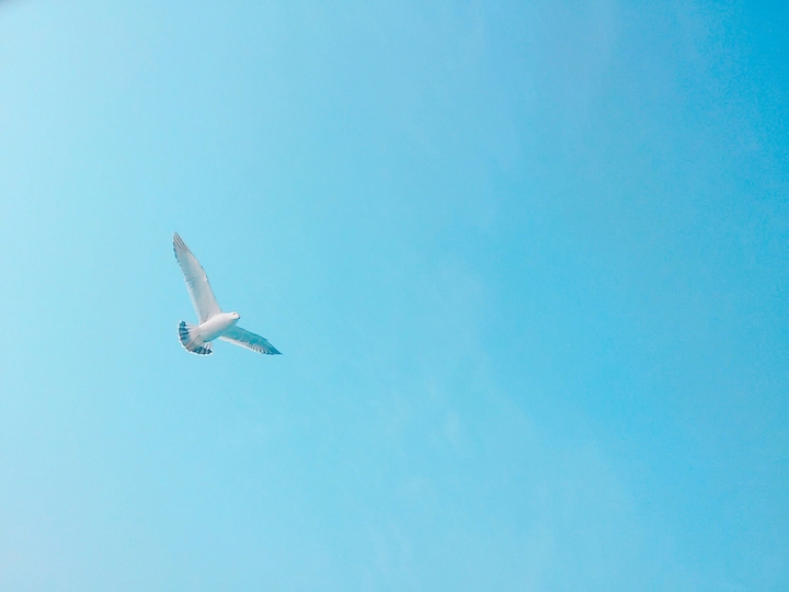 갈매기