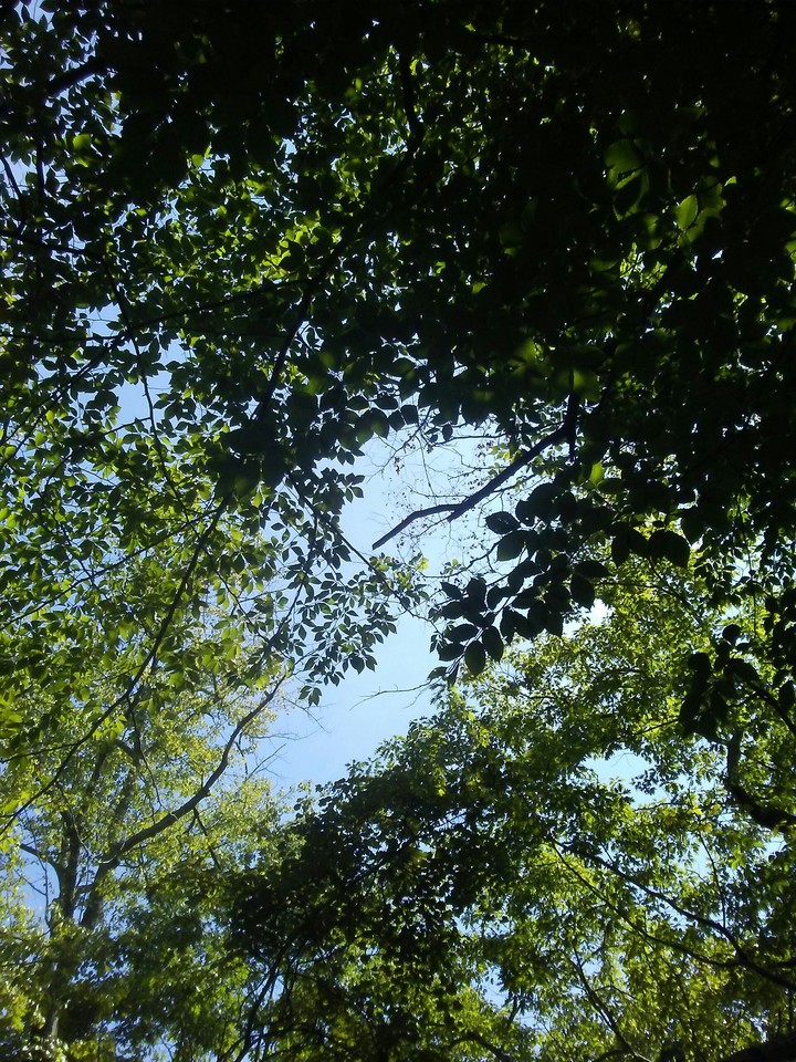 Greens