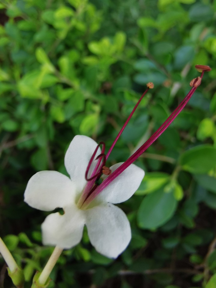 unique white flower
