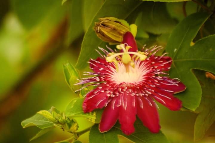 Red flower
