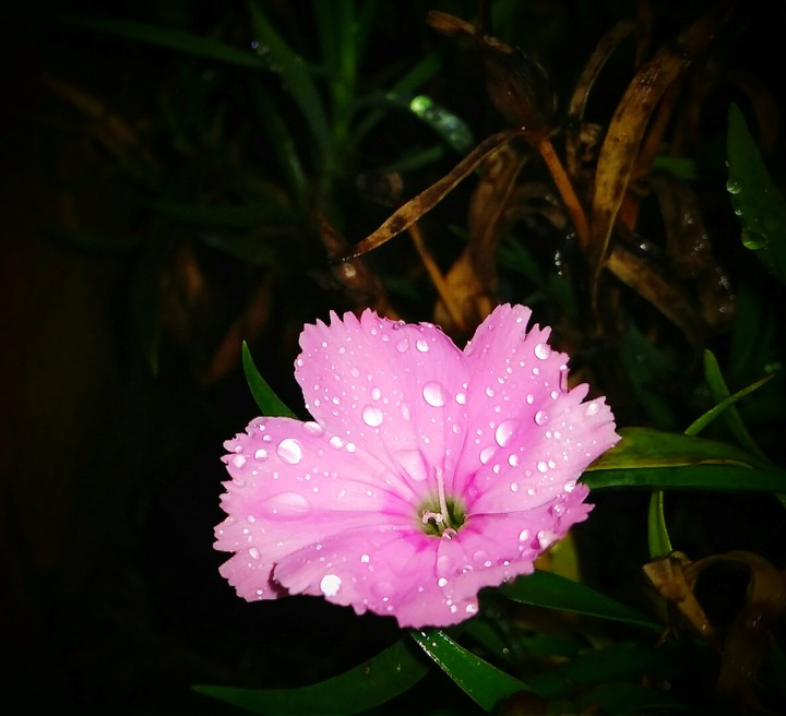 rainy flower