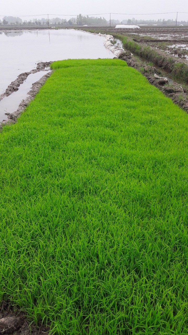 شالیزار گیلان