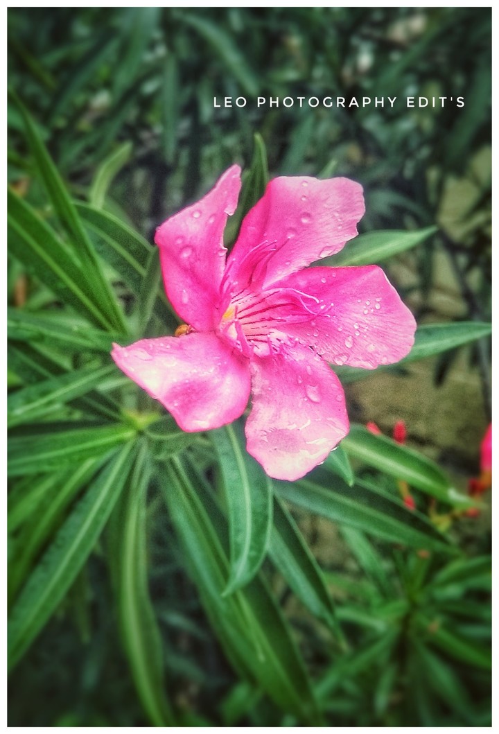 Flower