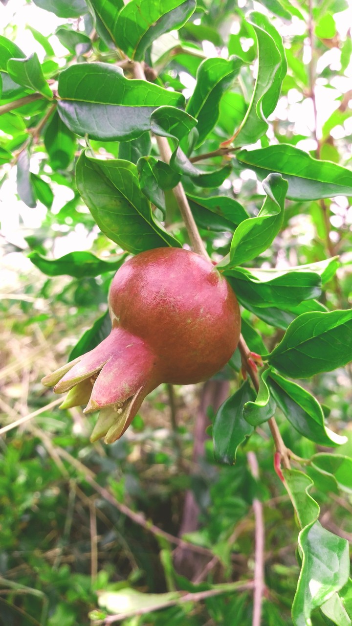 Pomogranate