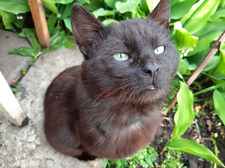 black cat