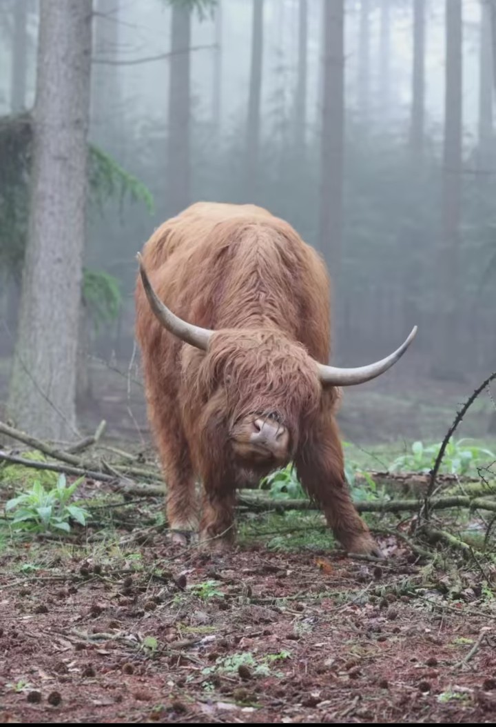 Jungle Beast