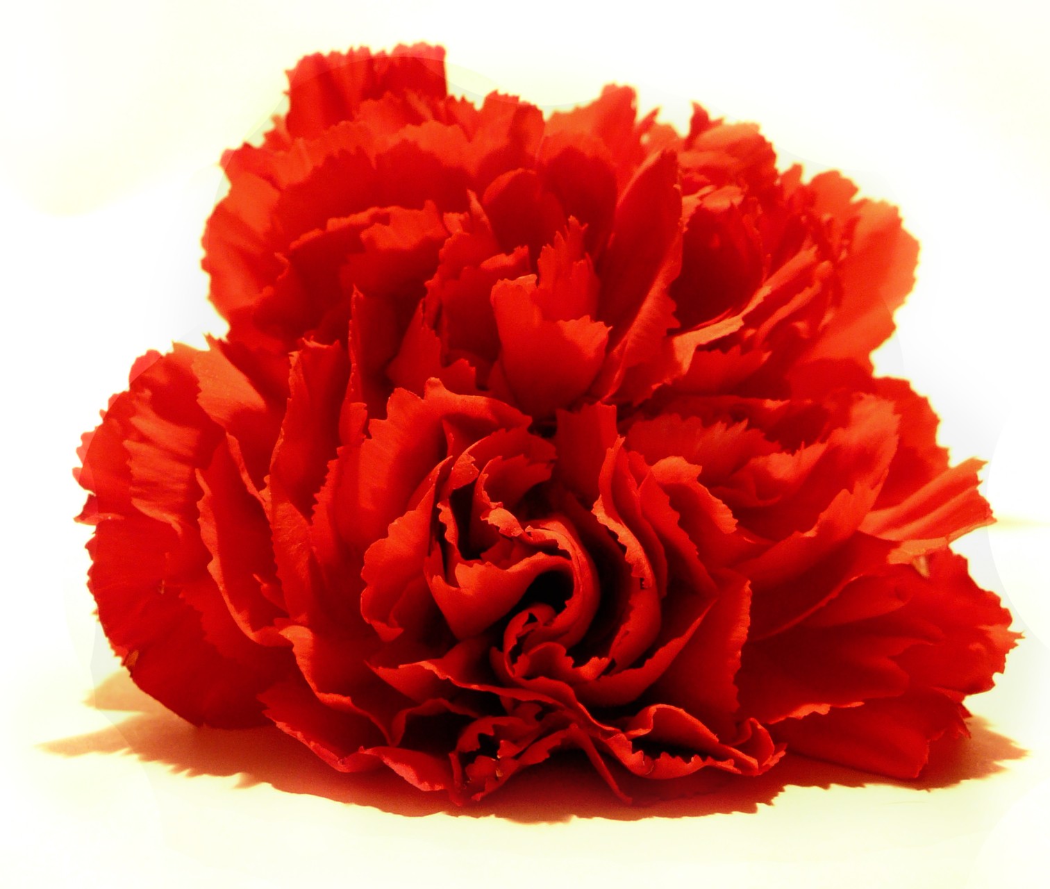 Happy Valentine's Day