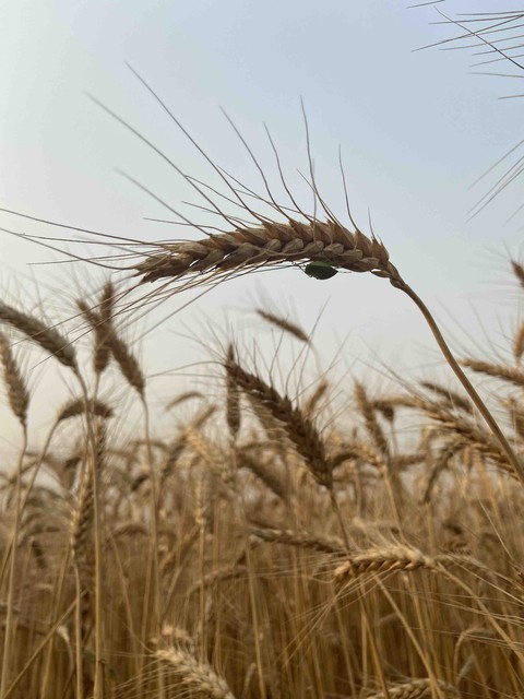 grains