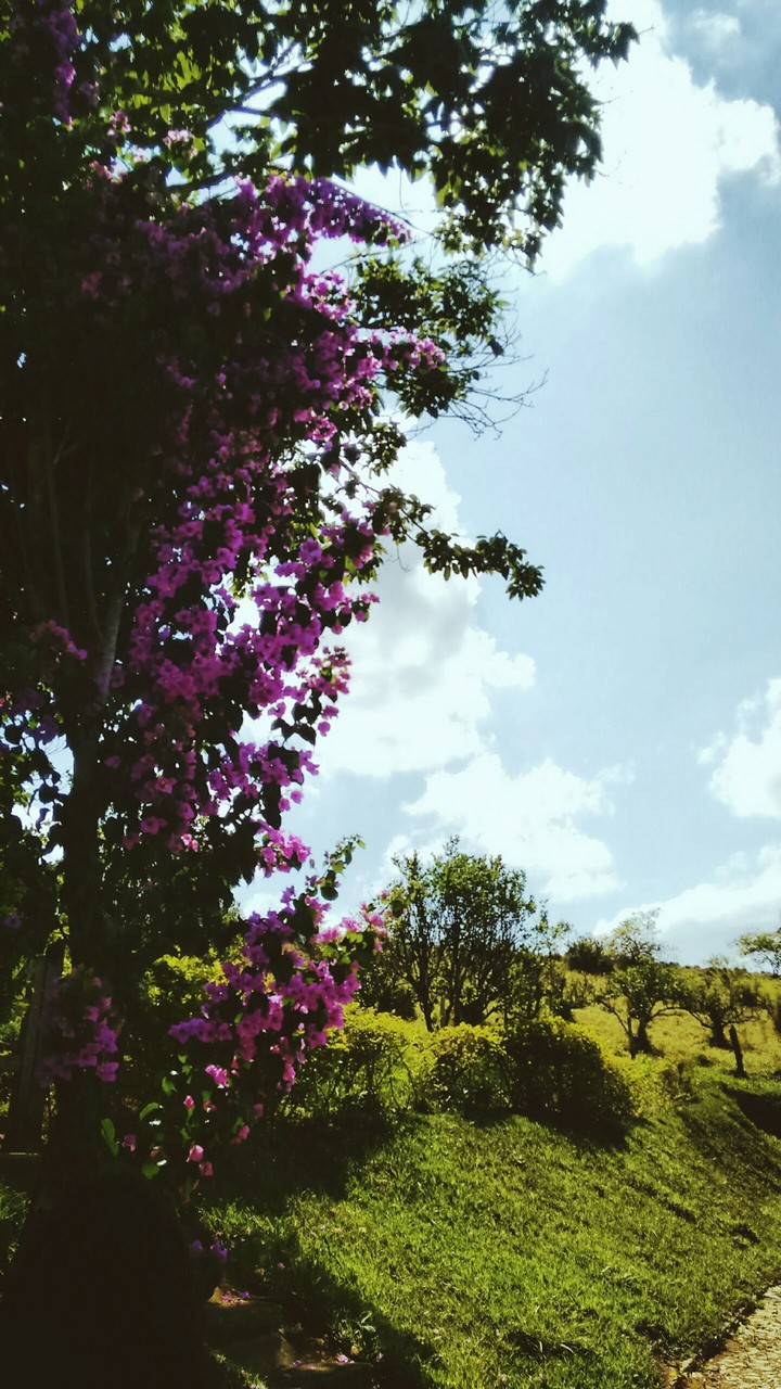 Primavera