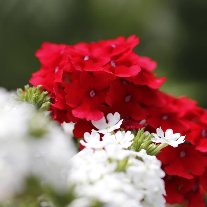 red and white 02