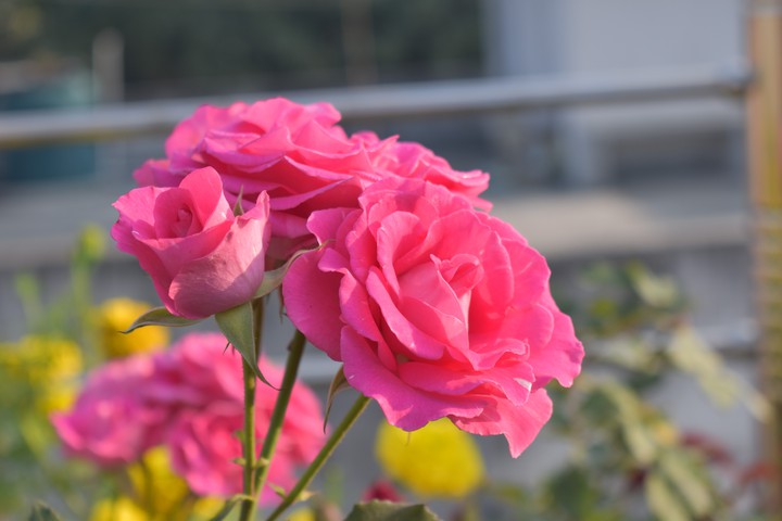 ROSE'S 3.. Click : BY ME..