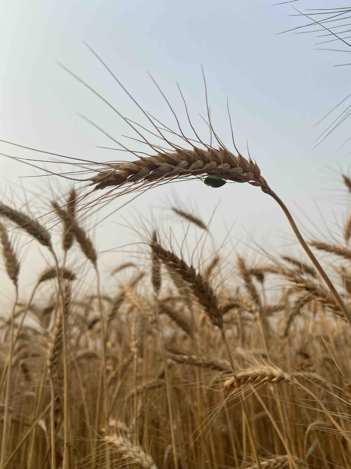 grains