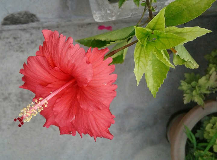 red hibiscus