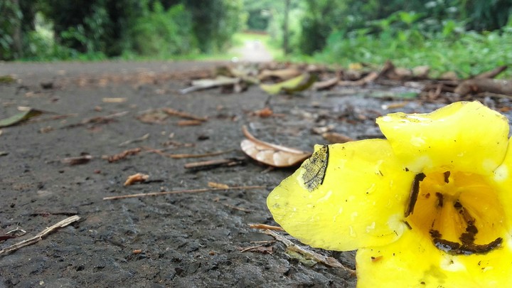 Fallen flower