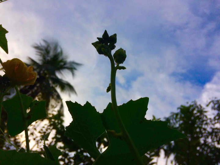 #nature