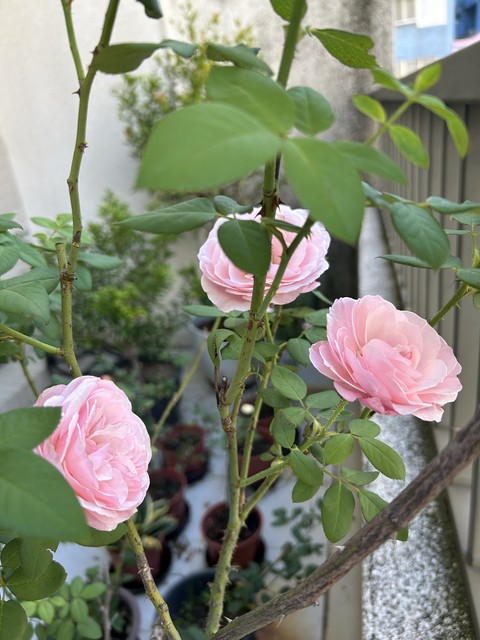pink, rose Hintergrundbilder