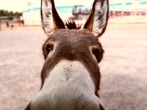 donkey likes to be in my shot ?
