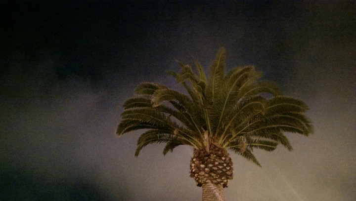 Palme am Meer