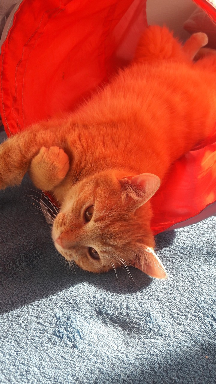 My Cat