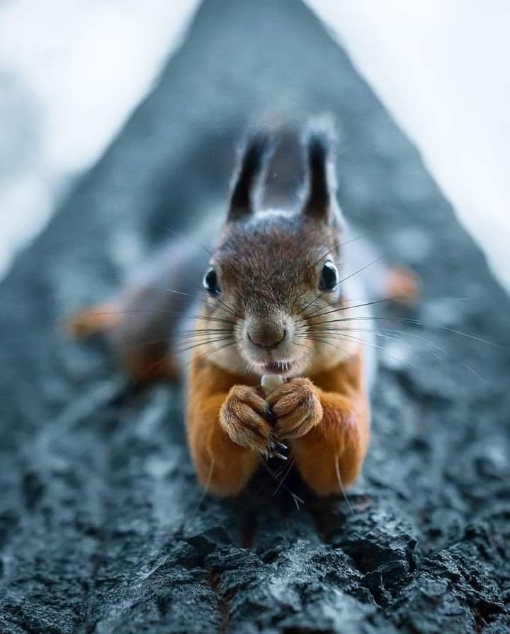 hello