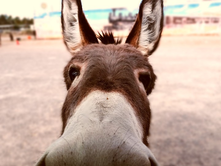 donkey likes to be in my shot ?