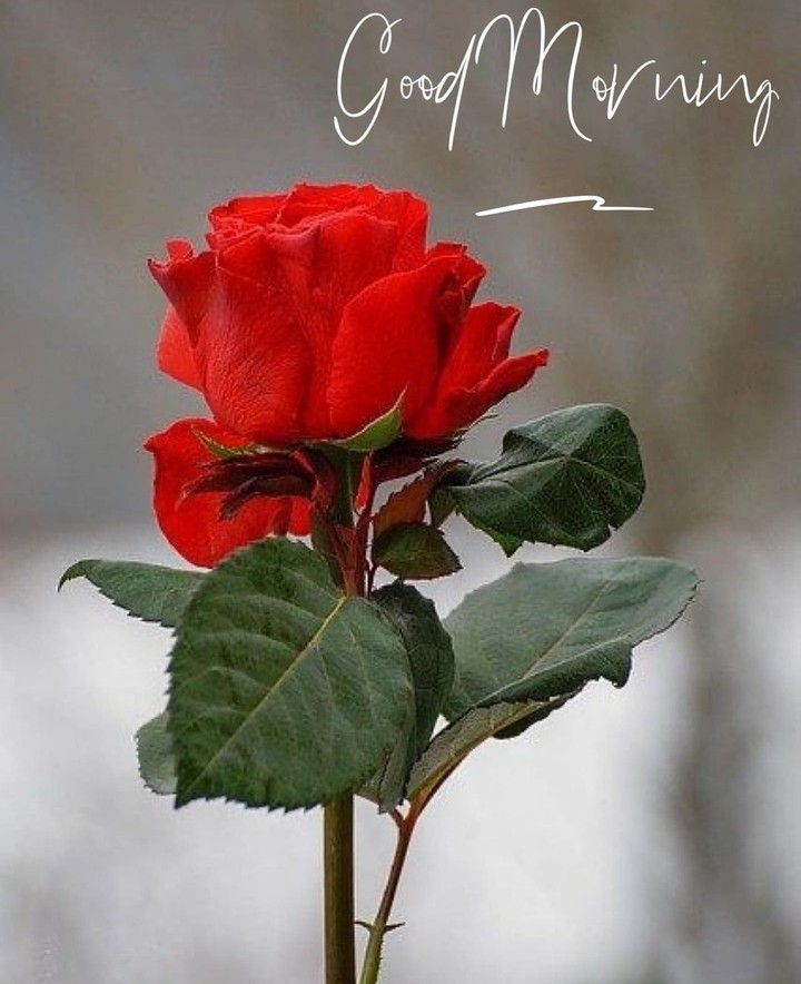 Good morning
