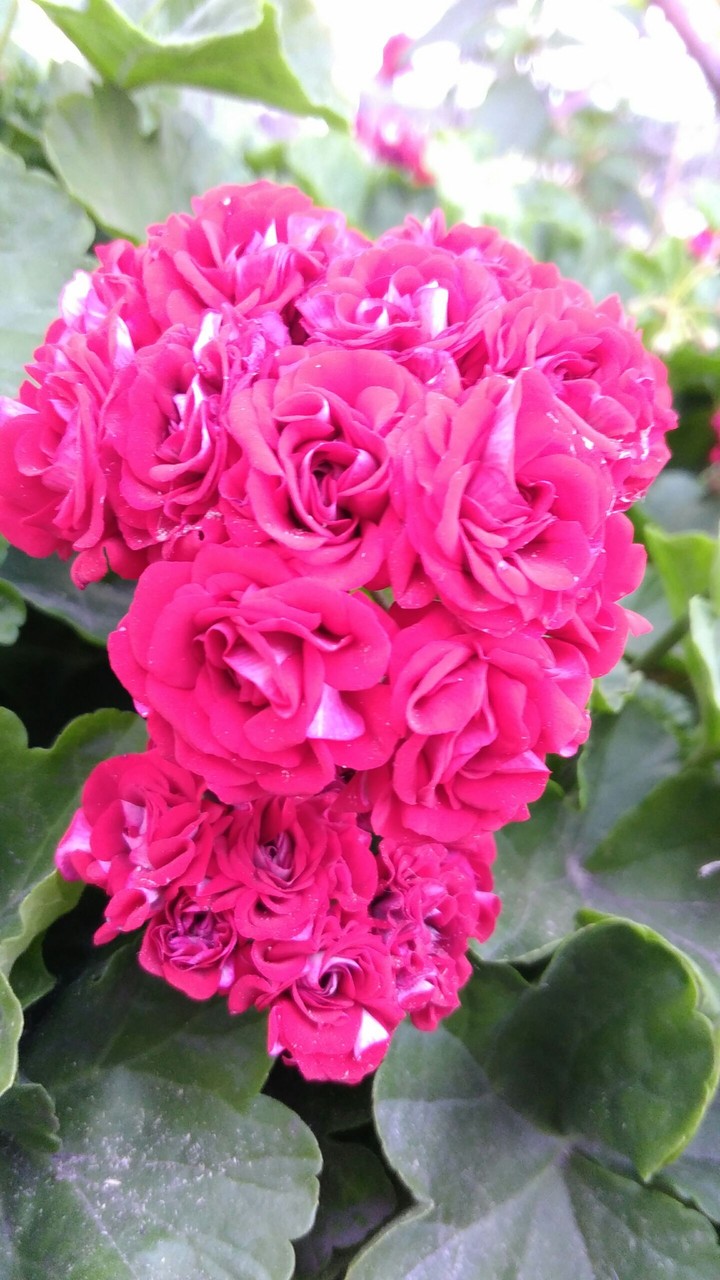 flower