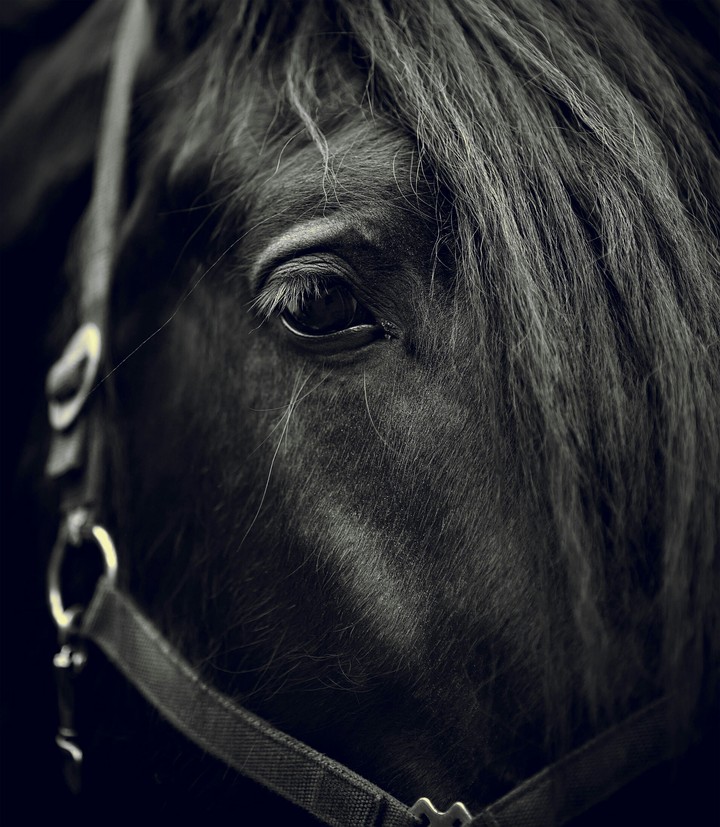horse
